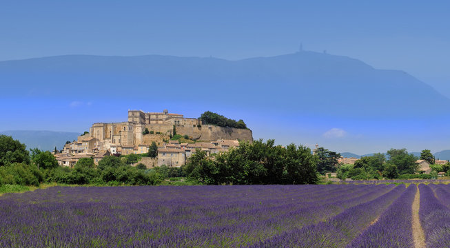 lavande de grignan