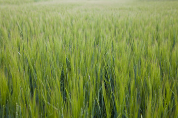 Fototapeta premium Nature Background