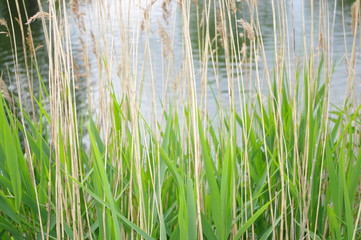 reeds and water