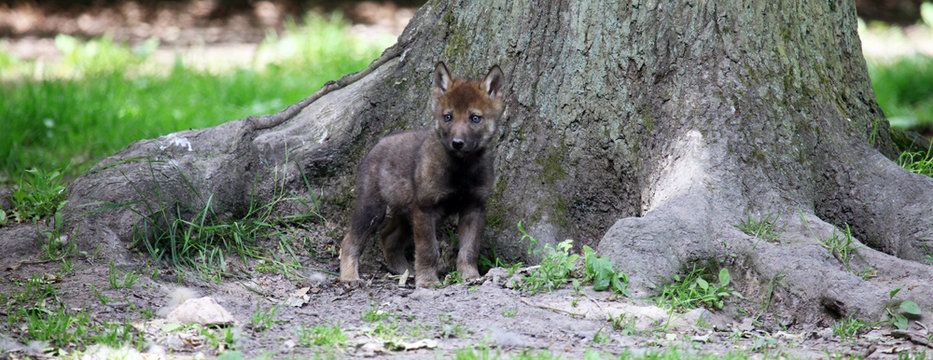 Wolfswelpen