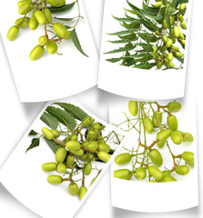 photos polaroïd de neem, plante médicinale ayurvédique