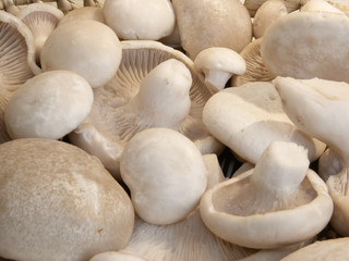 mushrooms close-ap