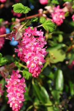 Flowering currant