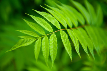 Green leaves