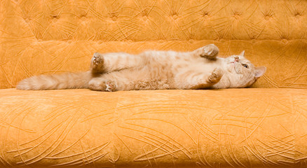 Cat on the sofa
