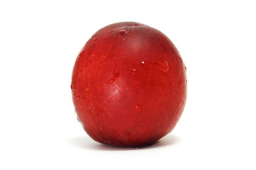 nectarina