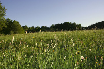 Obraz premium Wildwiese am Wald