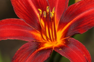 Lilie © Martina Fröhnert