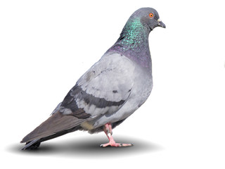 Pigeon