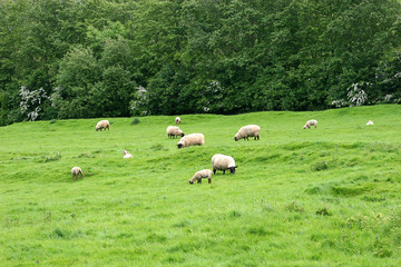 sheep grazing