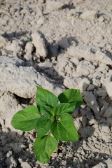 Aubergine plant