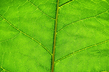 green leaf background