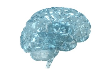 Glass 3D view of the human brain