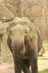 Naklejka premium Asiatischer Elefant