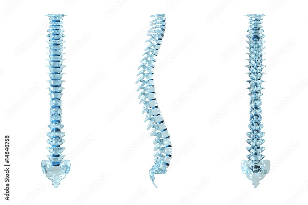 Wall mural 3d illustration of a human backbone.