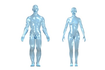 Glass 3D redering of a human body.