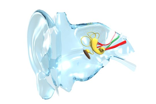 Glass 3D redering of a human ear