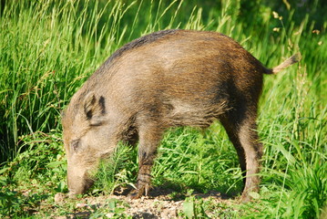 Wildschwein Frischling