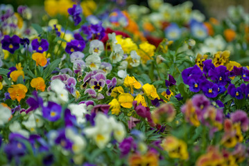 meadow with pansies