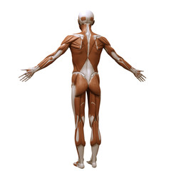 Muscle anatomy post