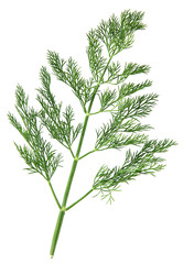 Dill herb
