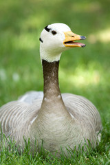 Portrait of goose