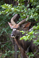 Nyala