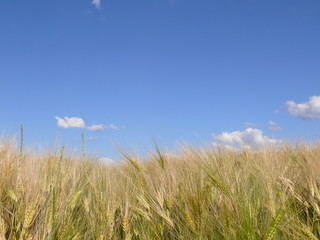Obraz premium Gerste und Himmel