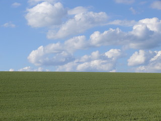 Fototapeta premium Weizenfeld