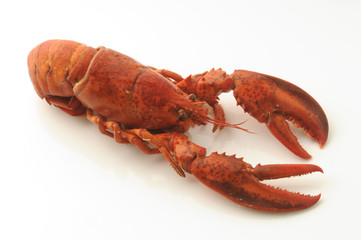 Astice - Homarus vulgaris