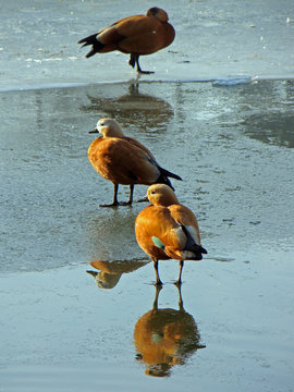Canards (Tadorne casarca)