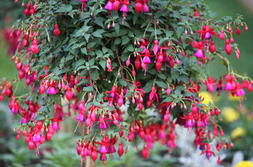 fuchsia - obrazy, fototapety, plakaty