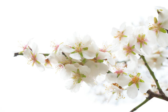Plum-tree white flowers.