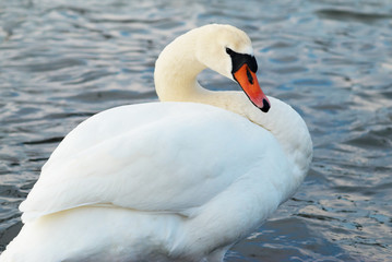 Obraz premium Beautiful white swan.