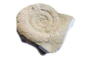 Ammonite bianca