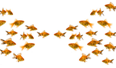 Obraz na płótnie Canvas gold fish concept