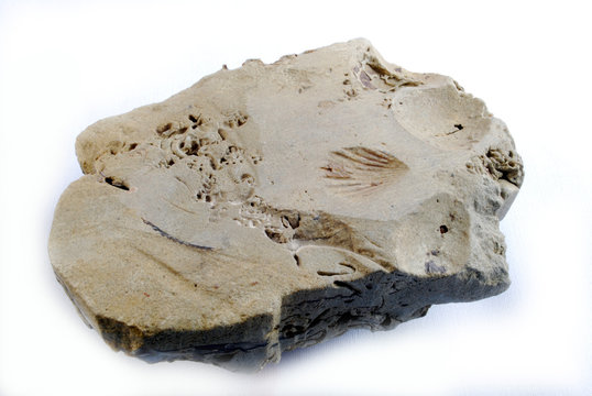 Fossili di conchiglie