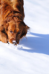 Golden jugando en la nieve