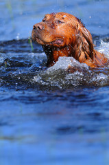 Golden retriever en el agua