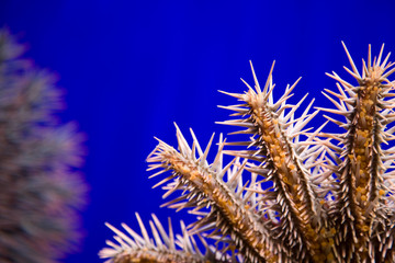 Obraz premium Crown of thorns