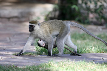 Vervet Monkey with Baby