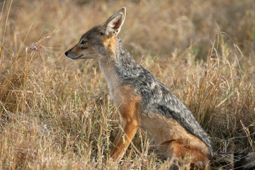 Black-backed Jackal