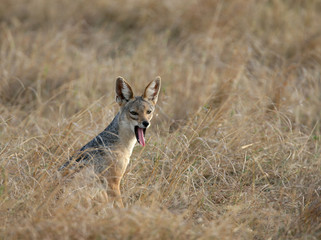 Black-backed Jackal Yawning