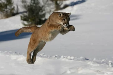 Foto op Plexiglas Mountain Lion springen © Dennis Donohue
