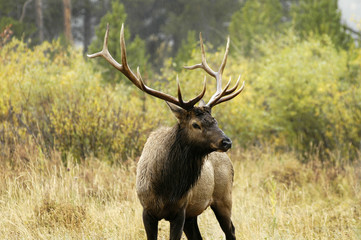 bull elk in rain