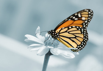 Monarch Butterfly