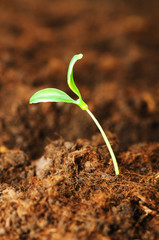 New life concept - green seedling growing out of soil