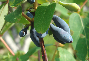 honeysuckle is the edible or garden Caprifoliaceae