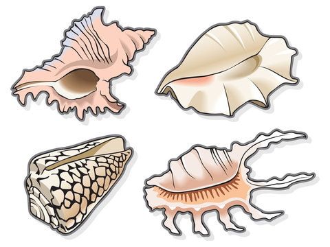 Set of four seashells, vector illustration