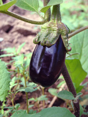 egg-plant of Solanum melongena, motherland of him in India